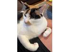 Adopt Shizune a Calico or Dilute Calico Japanese Bobtail (medium coat) cat in