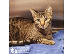 Adopt BEX a Brown Tabby Domestic Shorthair (short coat) cat in Tucson