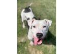 Adopt Rowen a White American Pit Bull Terrier / Mixed dog in Lancaster