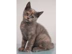 Adopt Piper a Gray, Blue or Silver Tabby Russian Blue (short coat) cat in South