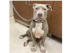 Adopt Pauline a Gray/Silver/Salt & Pepper - with White Pit Bull Terrier / Mixed
