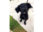 Adopt Dora Bean a Black - with White Papillon / Mixed dog in Alpharetta