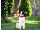 Adopt Juniper a Great Pyrenees / Anatolian Shepherd / Mixed dog in Unionville