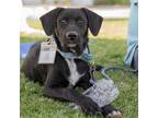 Adopt Rapper Pup - Jayz a Black Labrador Retriever / Hound (Unknown Type) /