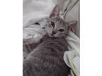 Adopt Dakota a Gray, Blue or Silver Tabby Domestic Shorthair (short coat) cat in