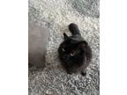 Adopt Hudson a Black (Mostly) Turkish Angora / Mixed (long coat) cat in