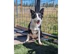 Adopt Lovett a Black Border Collie / Mixed dog in Divide, CO (39162784)