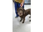 Adopt Cheech a Brown/Chocolate Poodle (Standard) / Mixed dog in Indianapolis