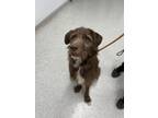 Adopt Chong a Brown/Chocolate Poodle (Standard) / Mixed dog in Indianapolis