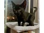 Adopt Fajita a All Black Domestic Shorthair (short coat) cat in Troy