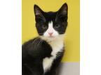 Adopt Dory a Black & White or Tuxedo Maine Coon (medium coat) cat in South