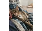 Adopt Rosie a Brown Tabby Tabby / Mixed (short coat) cat in Peoria