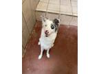 Adopt Echo a White Australian Shepherd / Mixed dog in Nogales, AZ (39162564)