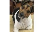 Adopt Lucky a Black - with Tan, Yellow or Fawn Jack Russell Terrier / Mixed dog