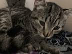 Adopt Hobby a Brown Tabby Domestic Shorthair (short coat) cat in Pottsville