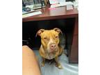 Adopt Little Girl a Brown/Chocolate - with White American Pit Bull Terrier /