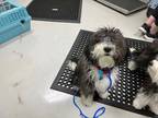 Adopt Cinder a Gray/Blue/Silver/Salt & Pepper Mixed Breed (Small) / Mixed dog in