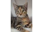 Adopt Jackie O a Brown or Chocolate Domestic Shorthair / Domestic Shorthair /