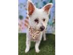 Adopt Tulio a White Poodle (Miniature) / Mixed dog in Phoenix, AZ (39162040)