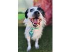 Adopt Pupperoni a White - with Black Rat Terrier / Jack Russell Terrier / Mixed
