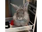 Adopt Acacia a Lionhead / Mixed rabbit in Vancouver, WA (39162659)