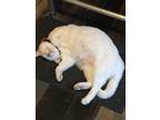 Adopt Momo a White Domestic Mediumhair / Mixed (medium coat) cat in Bethlehem