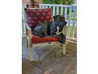 Adopt Angus a Brindle Mutt / American Pit Bull Terrier / Mixed dog in
