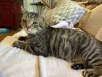 Adopt Paco a Brown Tabby Domestic Shorthair (short coat) cat in Denver