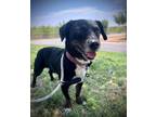 Adopt Rupert a Black Dachshund / Mixed dog in Lewiston, ME (39162607)