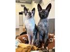 Adopt Pearl & Louie a Gray or Blue (Mostly) Cornish Rex (short coat) cat in