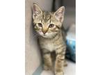 Adopt Gary a Spotted Tabby/Leopard Spotted Tabby (short coat) cat in South