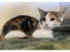 Adopt 655873 a White Domestic Shorthair / Domestic Shorthair / Mixed cat in