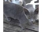 Adopt Gabby a Russian Blue / Mixed (short coat) cat in Scottsboro, AL (39162723)