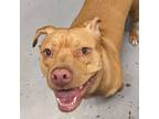 Adopt Skye a American Pit Bull Terrier / Mixed dog in Des Moines, IA (39162712)