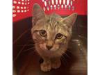 Adopt Loony Toons a Domestic Shorthair / Mixed cat in Des Moines, IA (39162710)