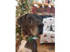 Adopt Pee Wee a Great Dane dog in Windsor, CO (39092069)