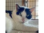 Adopt Moo a White Domestic Shorthair / Domestic Shorthair / Mixed cat in