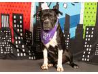 Adopt Maize a Black - with White Boxer / American Pit Bull Terrier / Mixed dog