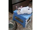 Adopt Sundae a Calico or Dilute Calico American Shorthair / Mixed (short coat)
