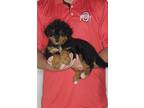 Adopt Bear a Black - with Tan, Yellow or Fawn Miniature Poodle / Mixed dog in
