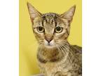 Adopt Cranberry a Brown Tabby Tabby (short coat) cat in South Salem