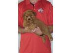 Adopt Brownie a Red/Golden/Orange/Chestnut Miniature Poodle / Mixed dog in South