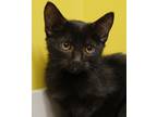 Adopt Rasberry a Black (Mostly) Bombay (short coat) cat in South Salem