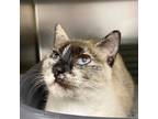 Adopt Chayote a Tan or Fawn Siamese / Snowshoe / Mixed cat in Richmond