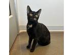 Adopt Elatha a All Black Domestic Shorthair / Domestic Shorthair / Mixed cat in