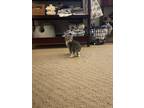 Adopt Lilly a Gray or Blue American Shorthair / Mixed (short coat) cat in