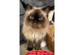 Adopt Conway Kitty a Brown or Chocolate Siamese / Domestic Shorthair / Mixed cat