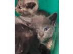 Adopt Pebbles a Gray or Blue Russian Blue / Domestic Shorthair / Mixed cat in