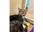 Adopt Thunderstruck~s23/24-0200 a Brown or Chocolate Domestic Shorthair /