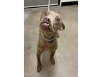 Adopt Jasper a Tan/Yellow/Fawn Italian Greyhound / Mixed dog in Burleson